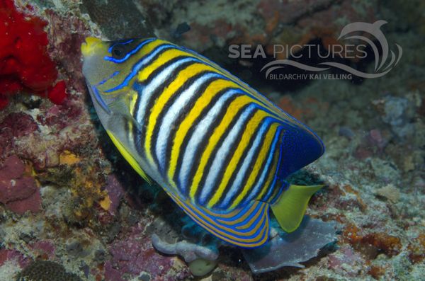 KV  Pfauenaugen-Kaiserfisch   Pygoplites diacanthus  MALA 06