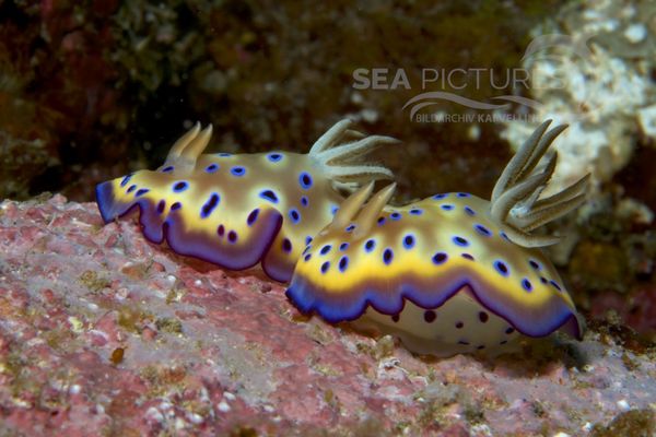 Chromodoris kunei