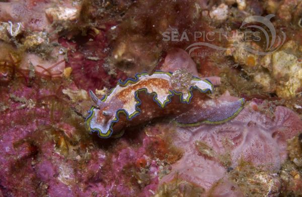 KV Glossodoris cincta PH 08 02493