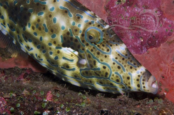 KV Schrift-Feilenfisch bei Nacht Aluterus scriptus  PH 06 005