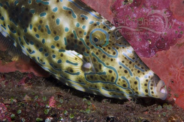 KV Schrift-Feilenfisch bei Nacht Aluterus scriptus  PH 06 005