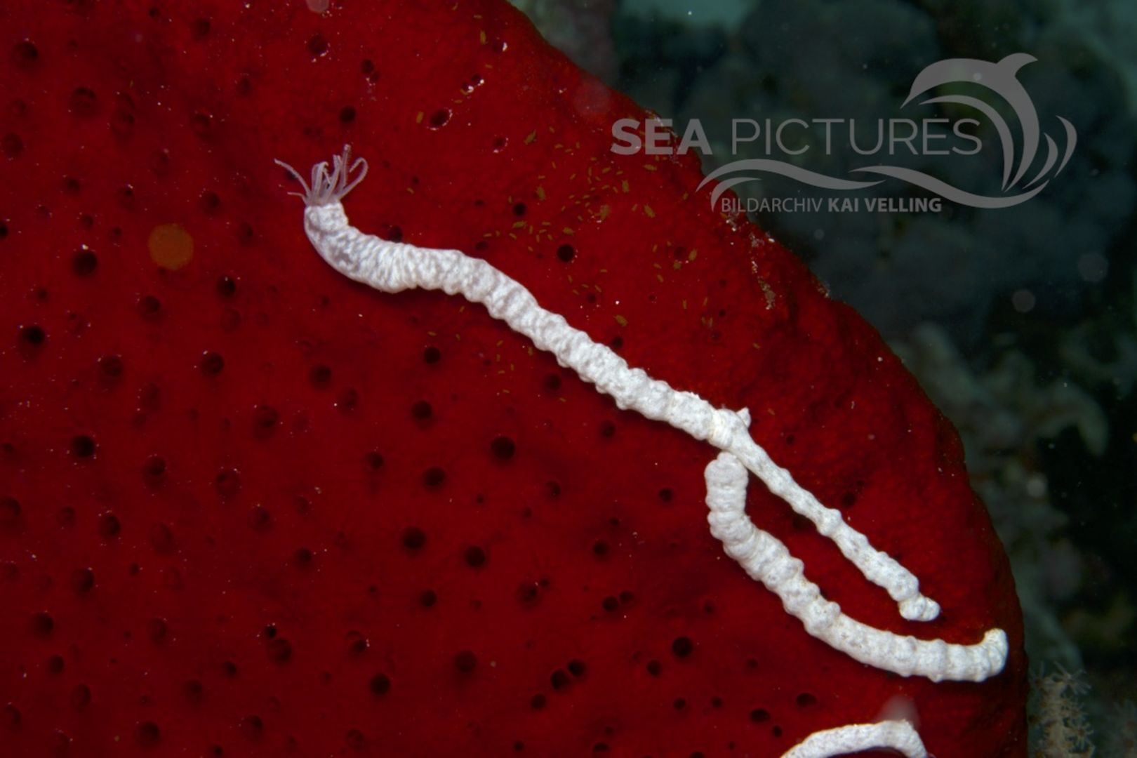 Synaptula sp