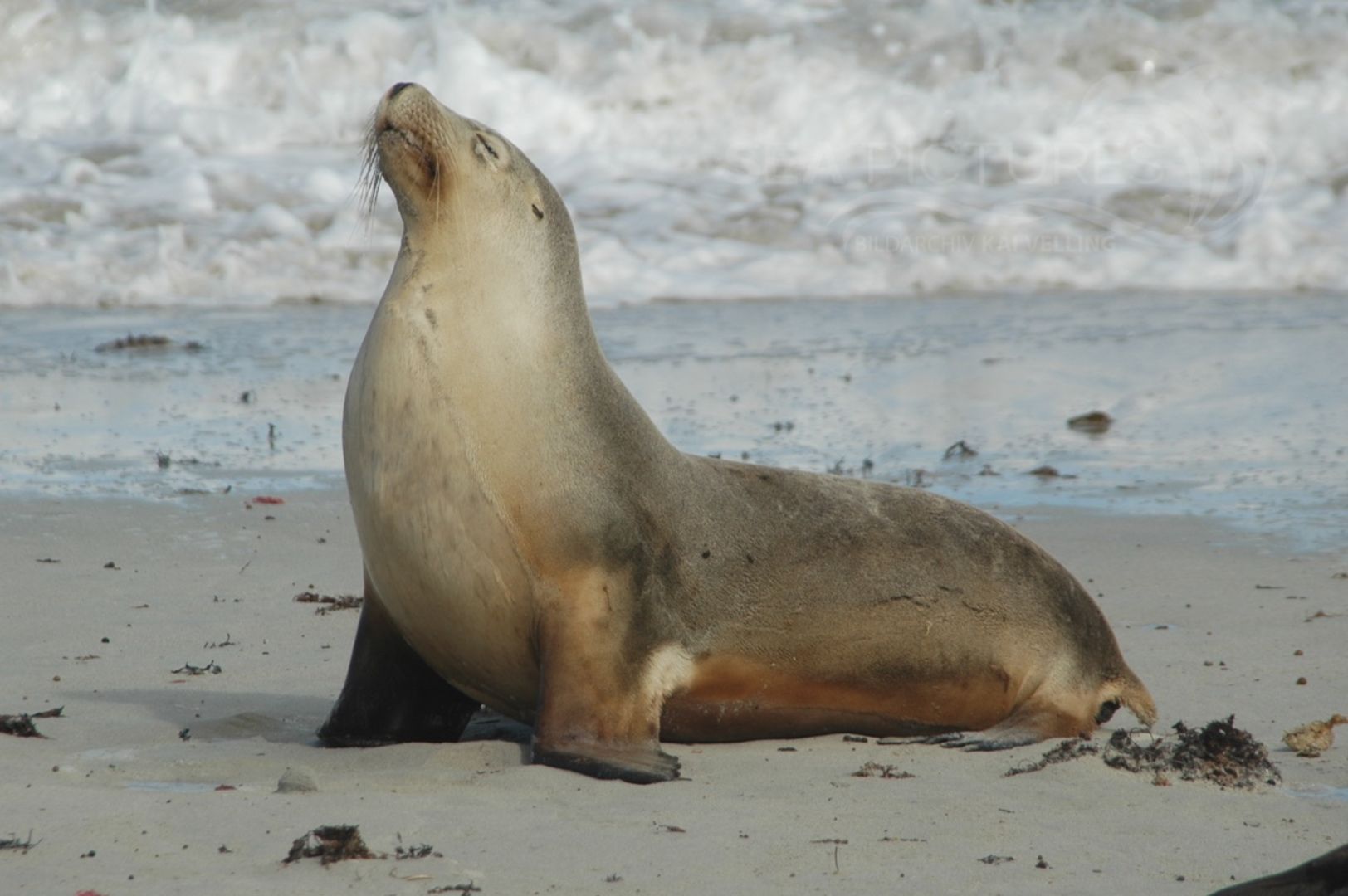 Australien-Seebaer  Arctocephalus pusillus  SA 1067