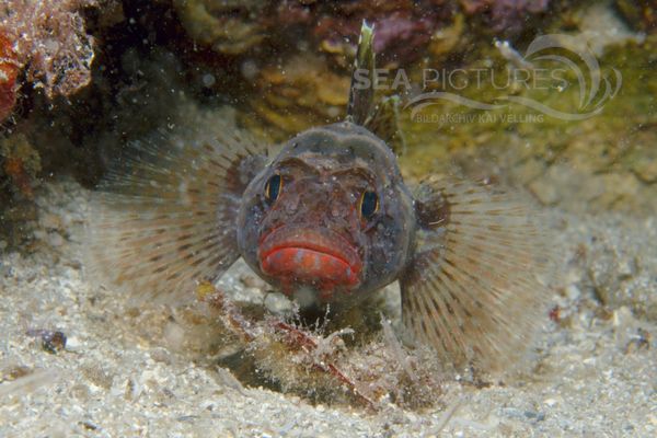 Gobius cruentatus