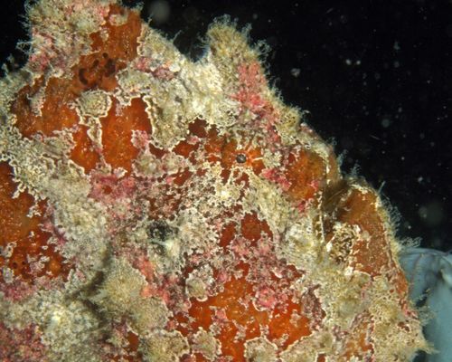 Anglerfische