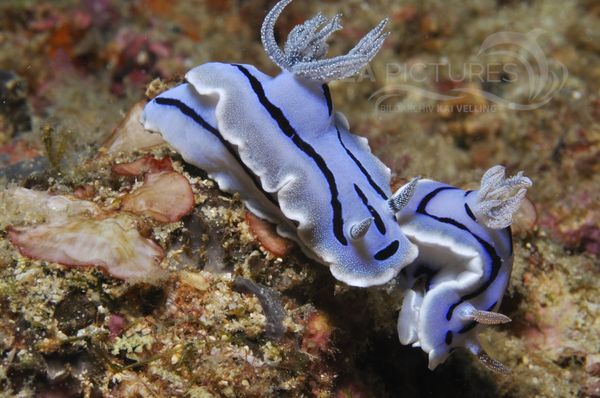 Chromodoris willani