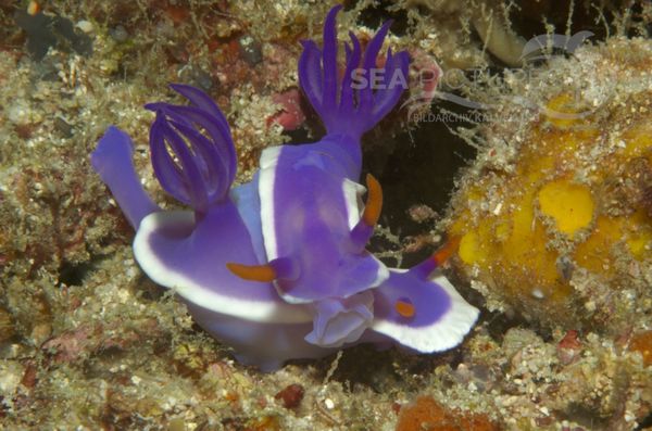 KV Hypselodoris bullocki MALA 06 7