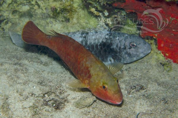 Sparisoma cretense