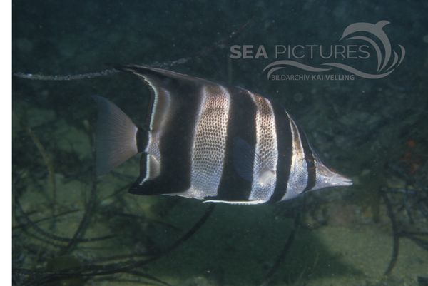 KV  Ostaustralischer Pinzettfisch  Chelmonops truncatus  AU RA 04  1 