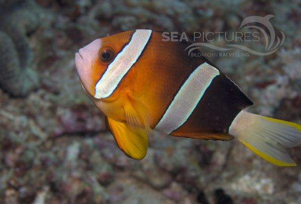 KV Amphiprion clarkii PH 08 02537