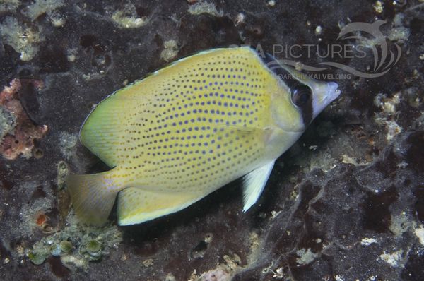 Chaetodon citrinellus