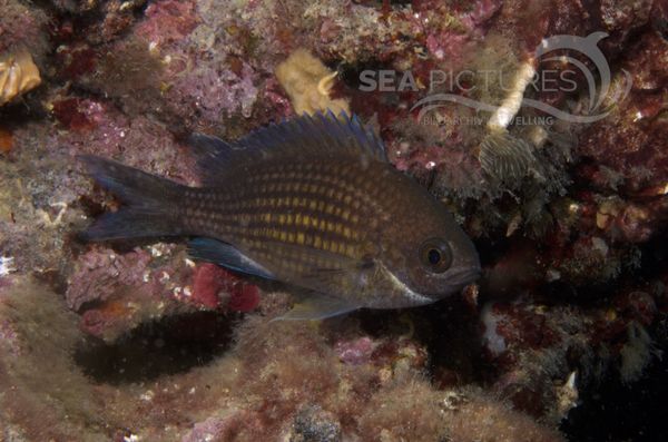 KV Mo  nchsfisch Chromis chromis KR 06 835