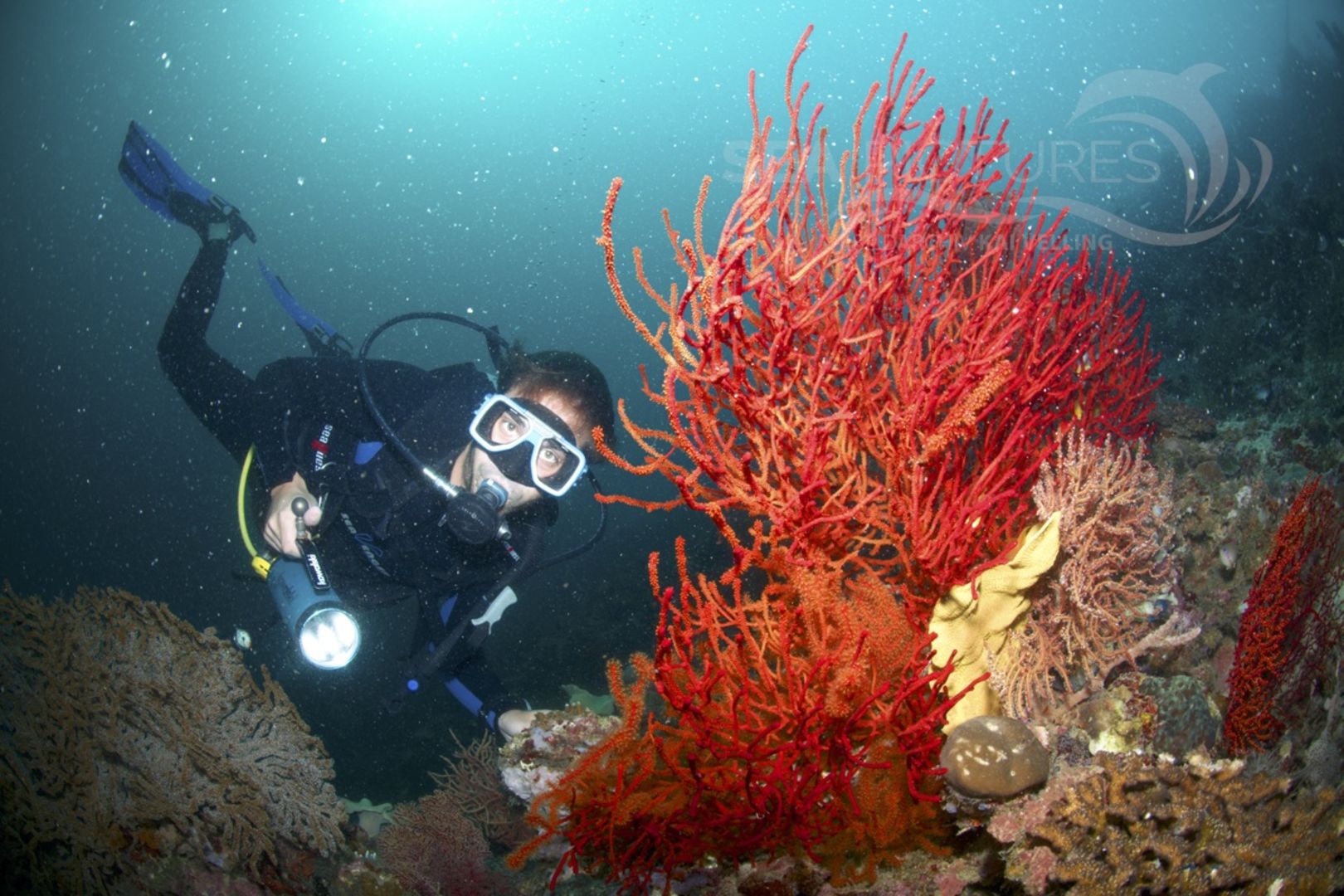 Rote Gorgonie mit Taucher