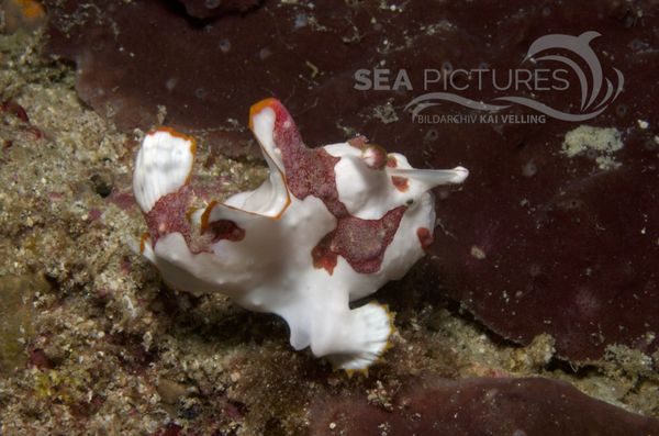 KV Clown-Anglerfisch Antennarius maculatus  PH 08 00950