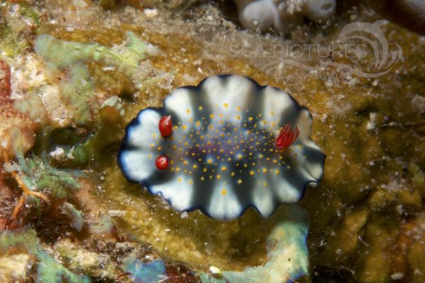 Hypselodoris bollandi