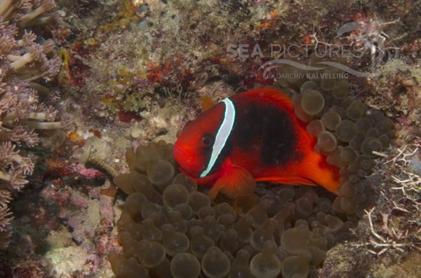 KV Anemonenfisch Amphiprion frenatus PH 06 005