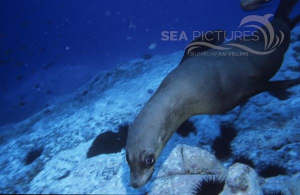 KV Arctocephalus pusillus  Australien Seebaer  SA 04 1