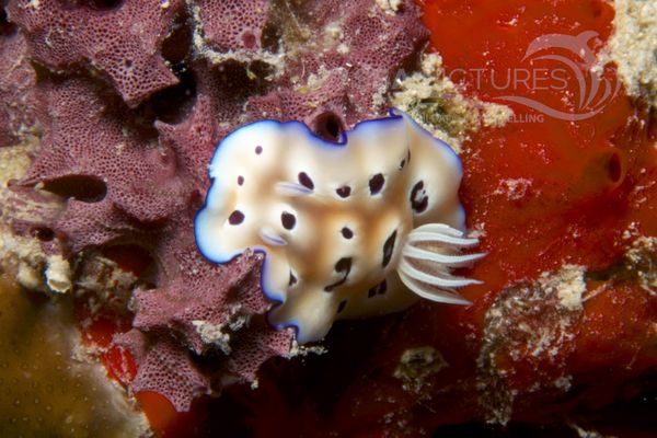 Chromodoris leopardus