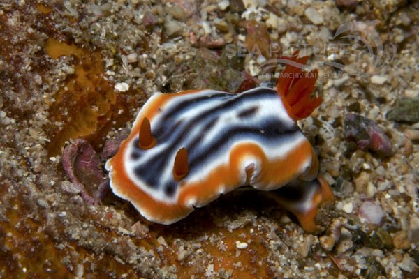 Chromodoris magnifica