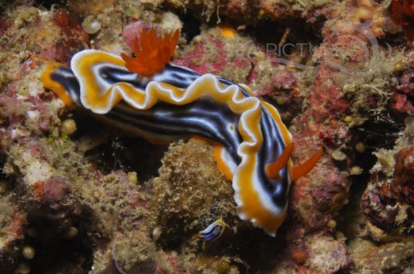 Chromodoris magnifica