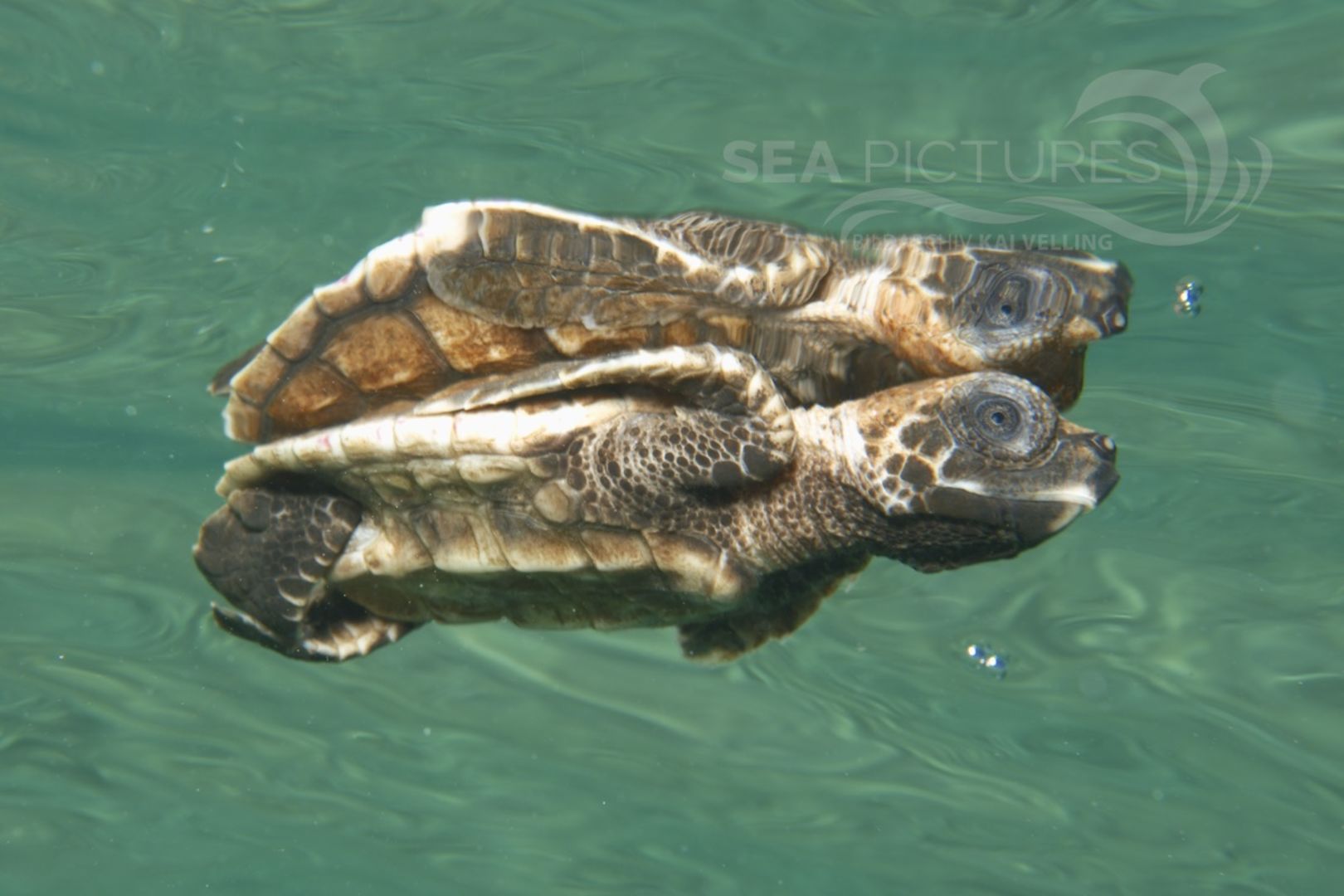 Eretmochelys imbricata