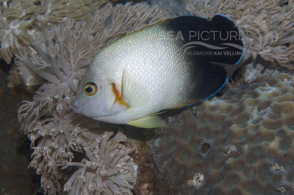 KV Zwerg-Kaiserfisch Centropyge vrolikii PH 06 006