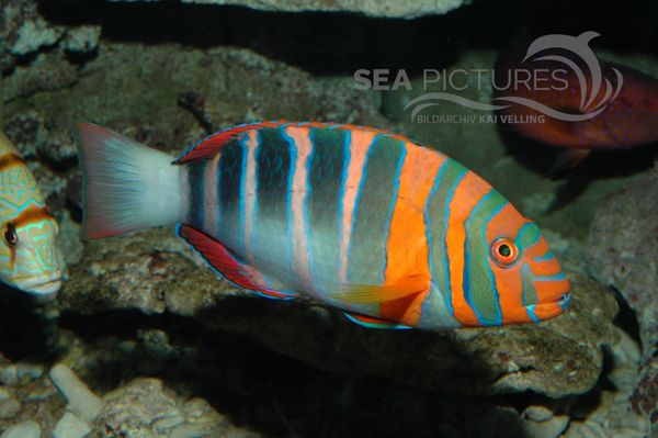 Choerodon fasciatus AU 1