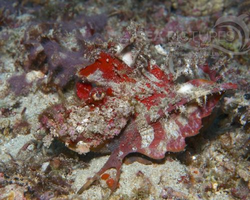 Skorpionfische