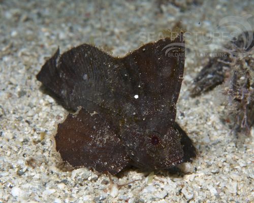 Schaukelfische