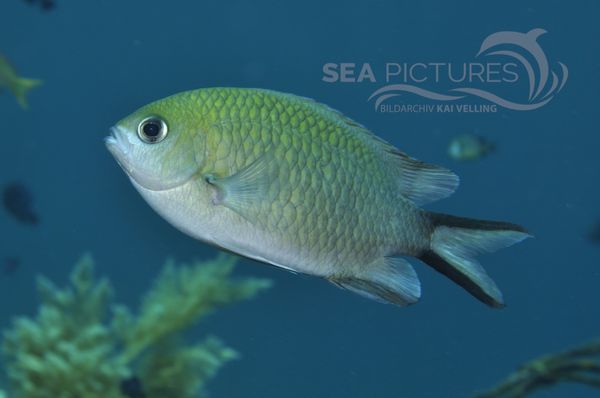 Damselfish