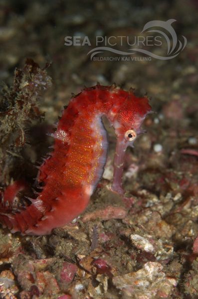 KV Dorniges Seepferdchen Hippocampus histrix PH 06 006  1 