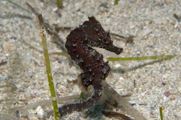 Hippocampus brevirostris