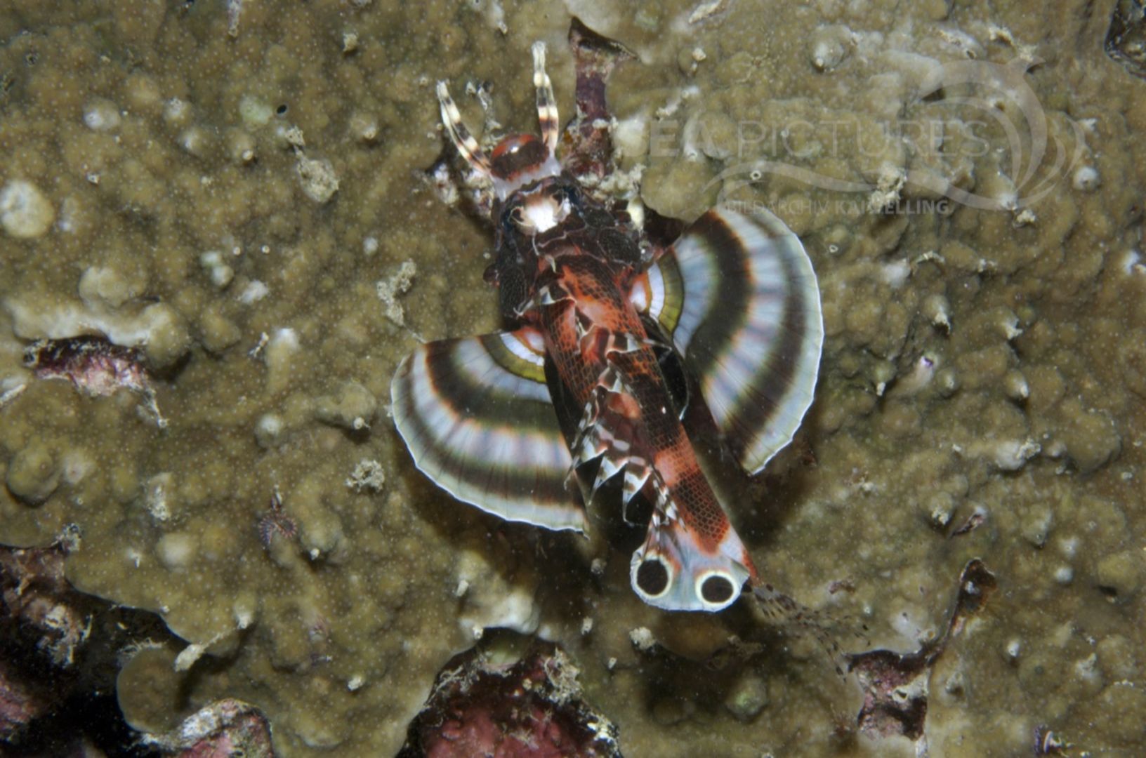  KV Pfauenaugen-Rotfeuerfisch  Dendrochirus biocellatus  MALA 06