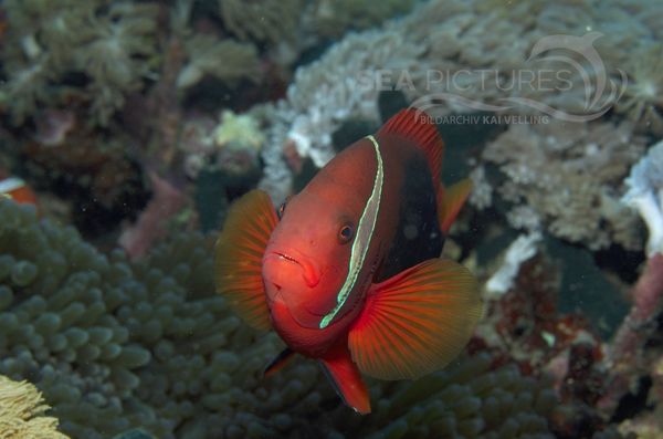 KV Anemonenfisch Amphiprion frenatus PH 06 018  1 