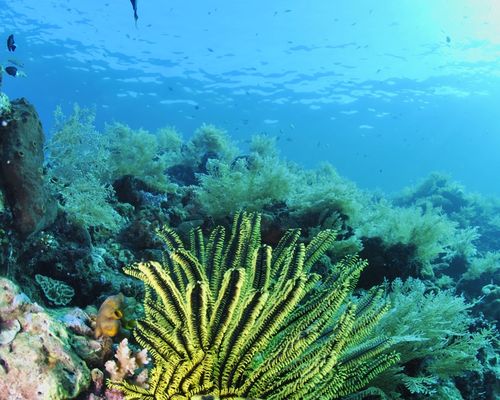 Taucher und Wracks Taucher und Wracks