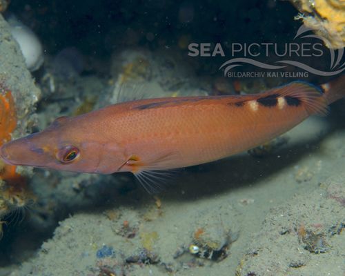 Lippfische