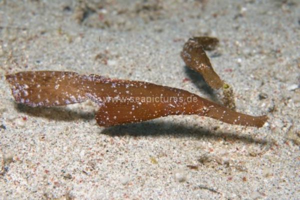 Solenostomus cyanopterus