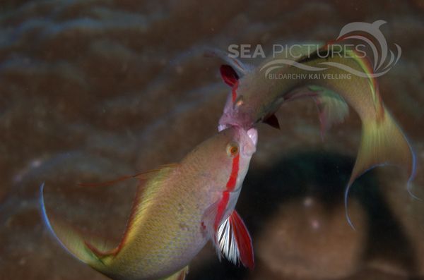 KV Gru  ner-Fahnenbarsch Revierkampf Pseudanthias huchtii PH 06 001  1 