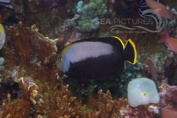 KV Phantom-Kaiserfisch Chaetodontoplus dimidiatus PH 06 010