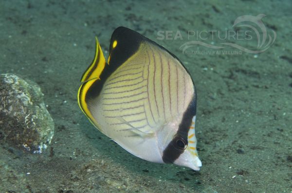 Chaetodon decussatus