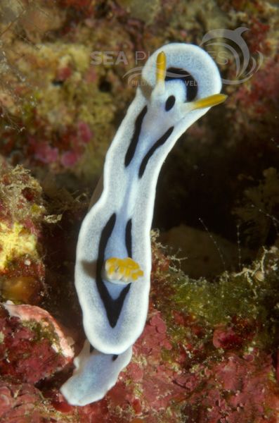 KV Chromodoris dianae MALA 06 2