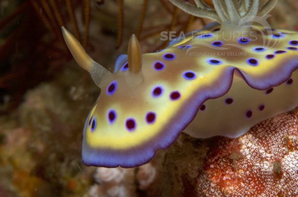 KV Chromodoris kunie PH 08 12707