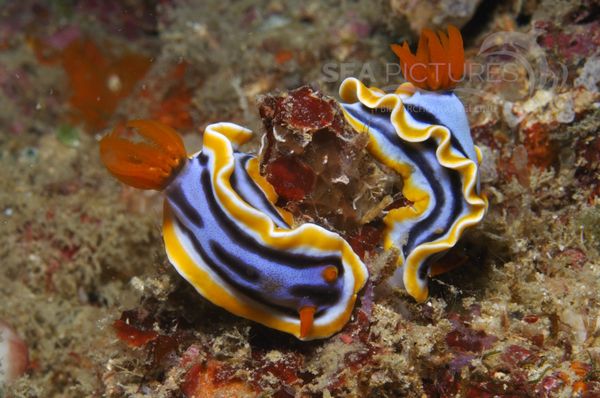 Chromodoris magnifica