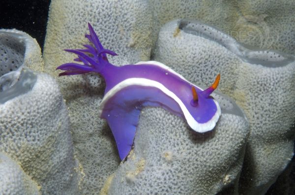 KV Hypselodoris bullocki MALA 06 4