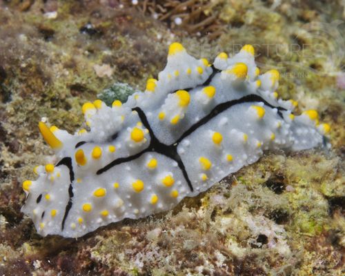 Niedere Tiere Niedere Tiere