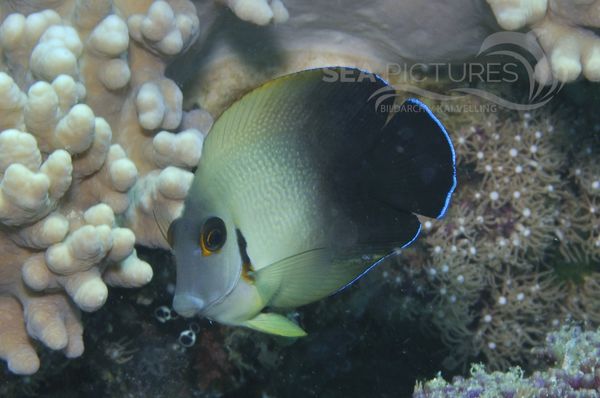 Acanthurus pyroferus juv. 