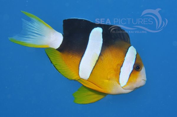 Amphiprion clarkii