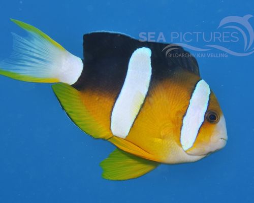 Anemonenfische