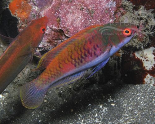 Lippfische
