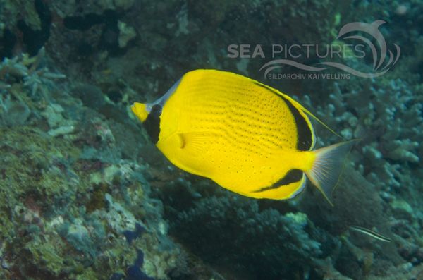 KV Blaustirn Falterfisch  Chaetodon semeion  MALA 06 1.